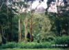 NP - Mt Warning - Forest